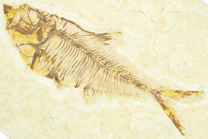 Fossil Fish (Diplomystus) - Wyoming #360728